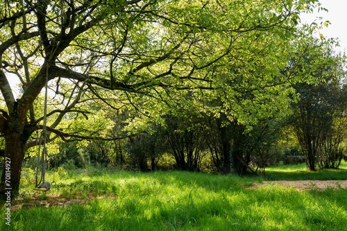 Maple tree in green meadow