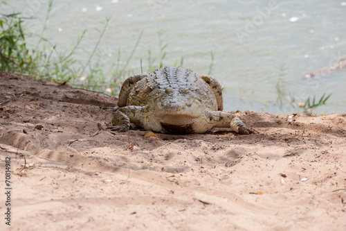 crocodile