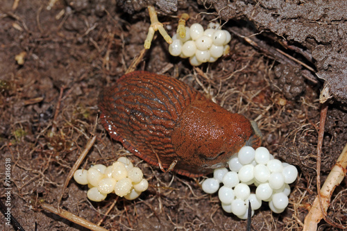 Schneckeneier