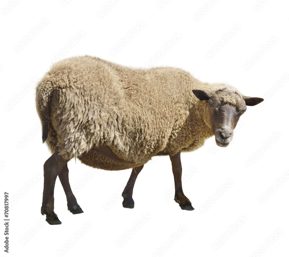 Obraz premium Sheep On White Background