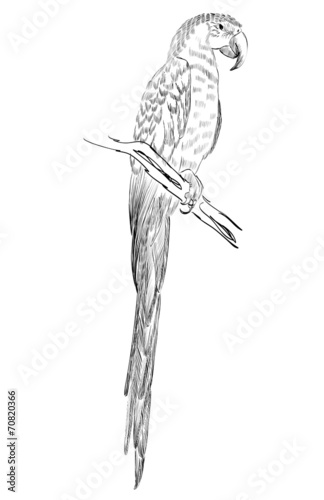 parrot