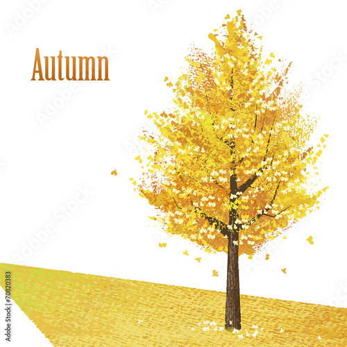 イチョウ 木 秋 紅葉　Gingko with golden leaves in late autumn