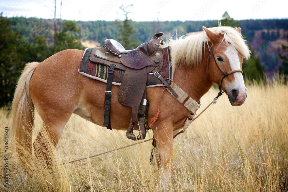 Stockfoto Haflinger Mare with Saddle | Adobe Stock