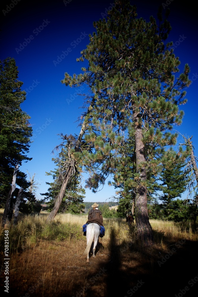 Under the Pine