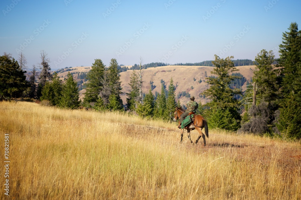 Riding Horses to Hunt