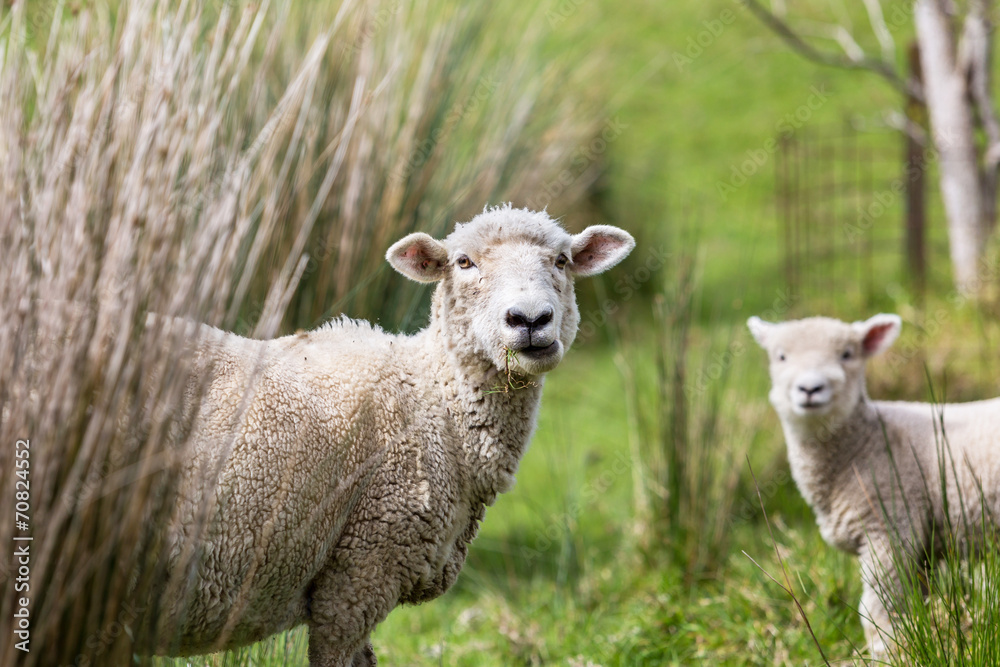 Farm Sheep