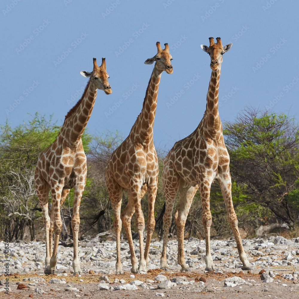 Obraz premium three giraffes in the Etosha National Park