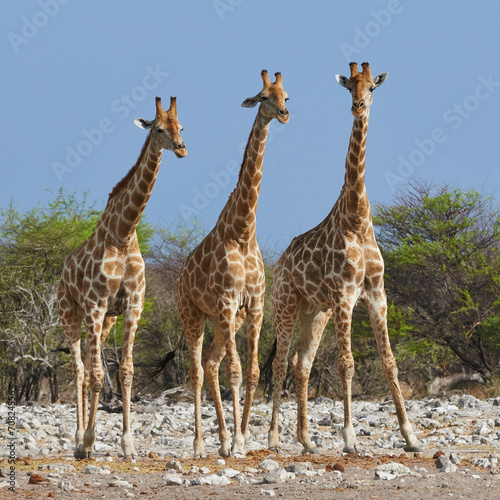 three giraffes in the Etosha National Park