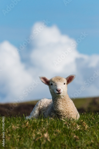 isolated baby lamb against blue sky