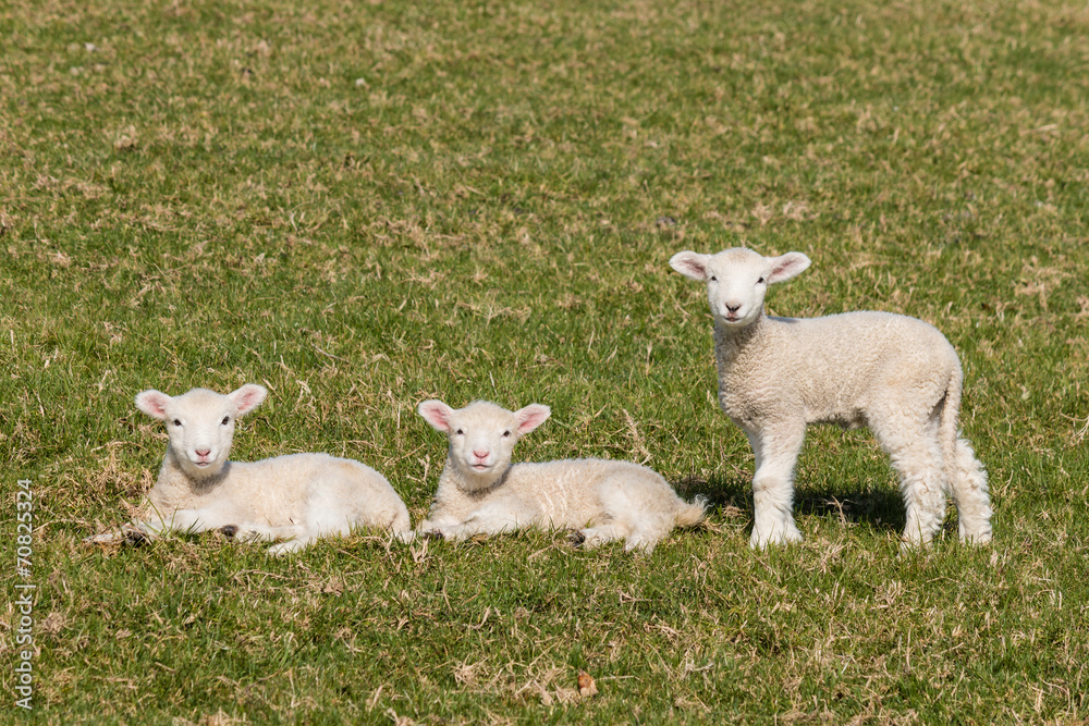 Fototapeta premium curious lambs