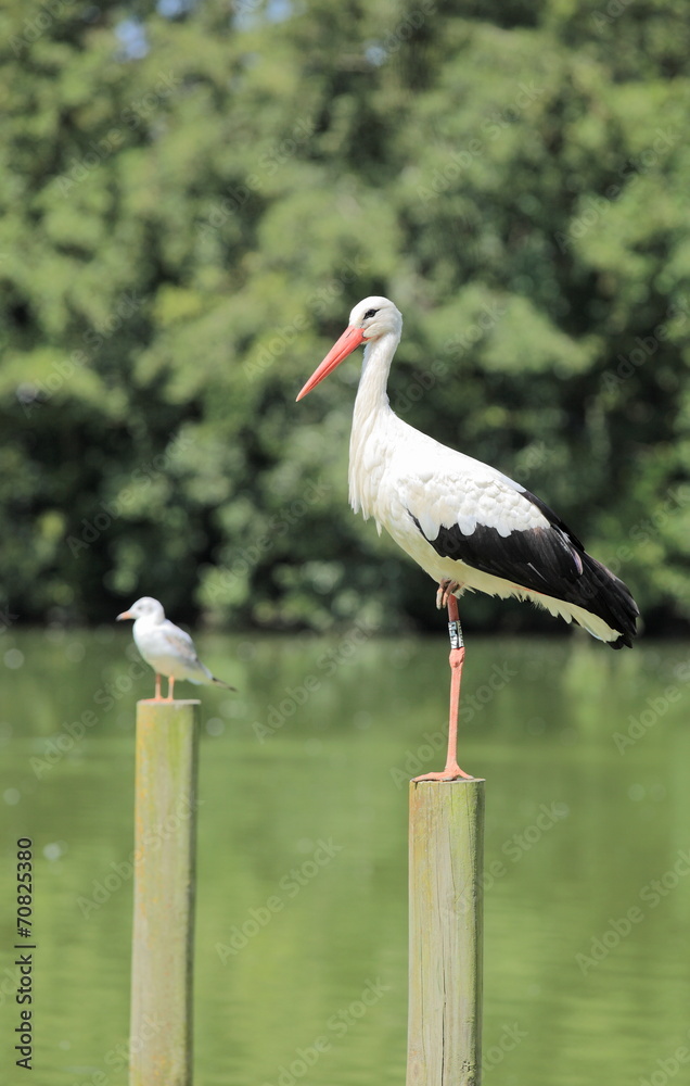 Fototapeta premium cigogne perchée
