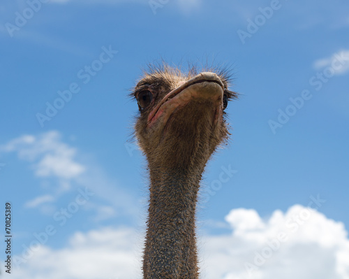 Ostrich head and blue sky © kedsirin
