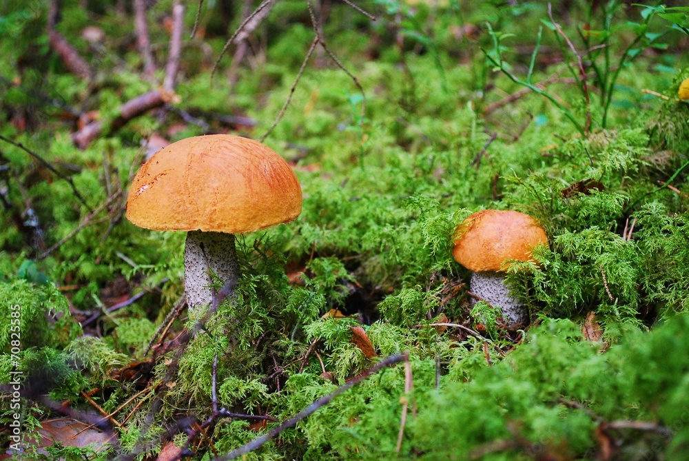 Orange-cap boletus growing in the forest