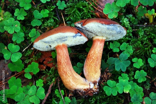Foto Brown cap boletus mushroom in the forest