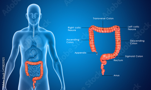 Large Intestine blue labelled