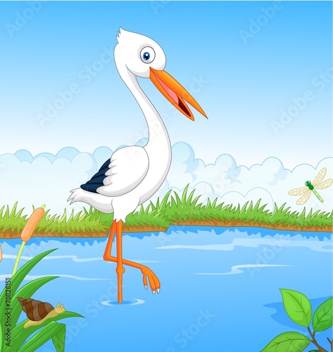 White stork searching food