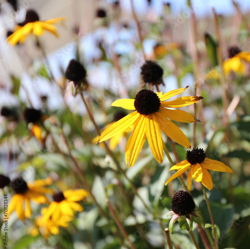 Tapety artystyczne yellow coneflowers