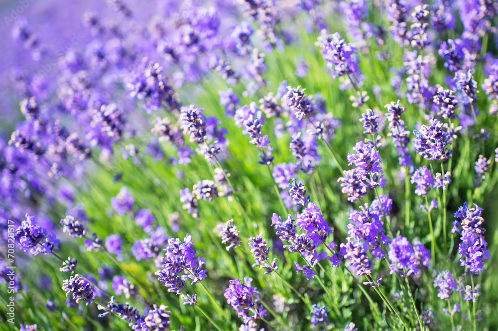 lavender lavender