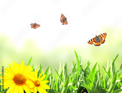 Green grass and butterflies © frenta