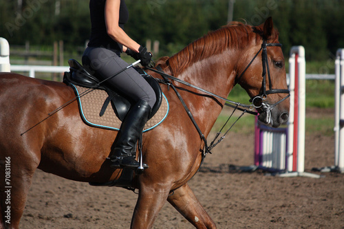 Chestnut sport horse portrait in summer