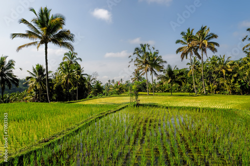rice fields of Bali