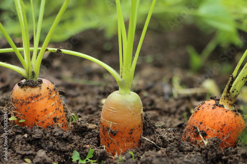 carrot