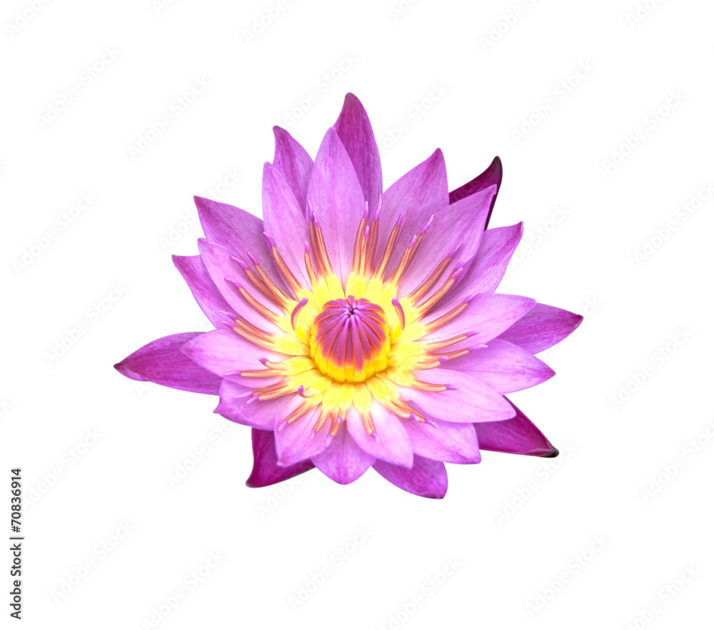 Fototapeta premium Lotus flowe