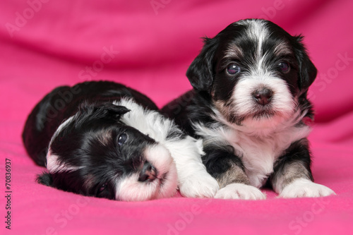 Two cute lying havanese puppies dog on a pink bedspread © mdorottya