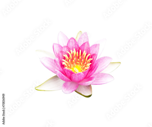 Lotus flowe