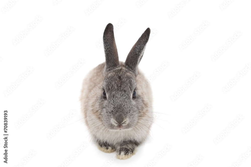 Obraz premium Cute fluffy grey bunny rabbit