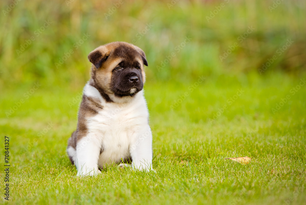one month old american akita puppy