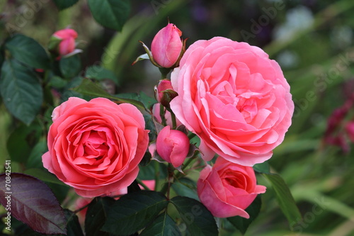 Fototapeta Naklejka Na Ścianę i Meble -  Rosier à grosses fleurs doubles de couleur rose saumon, variété Kimono. Rose française remontante.