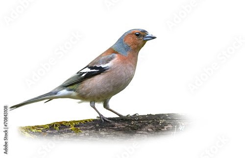 Common Chaffinch on White