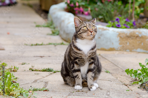 Tabby cat sat in garden