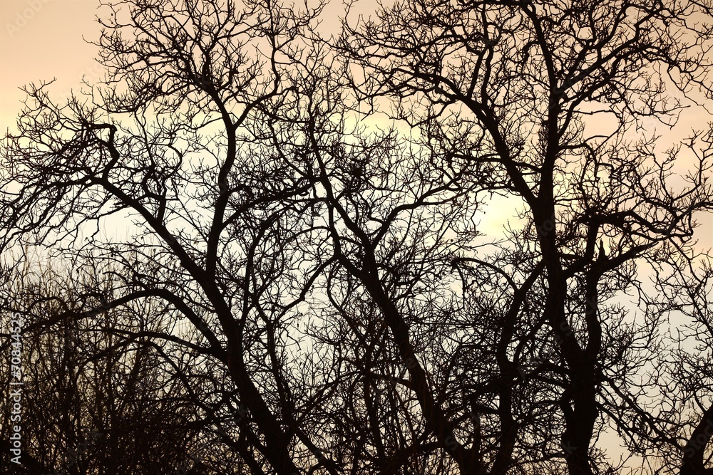 Bare trees Bare trees