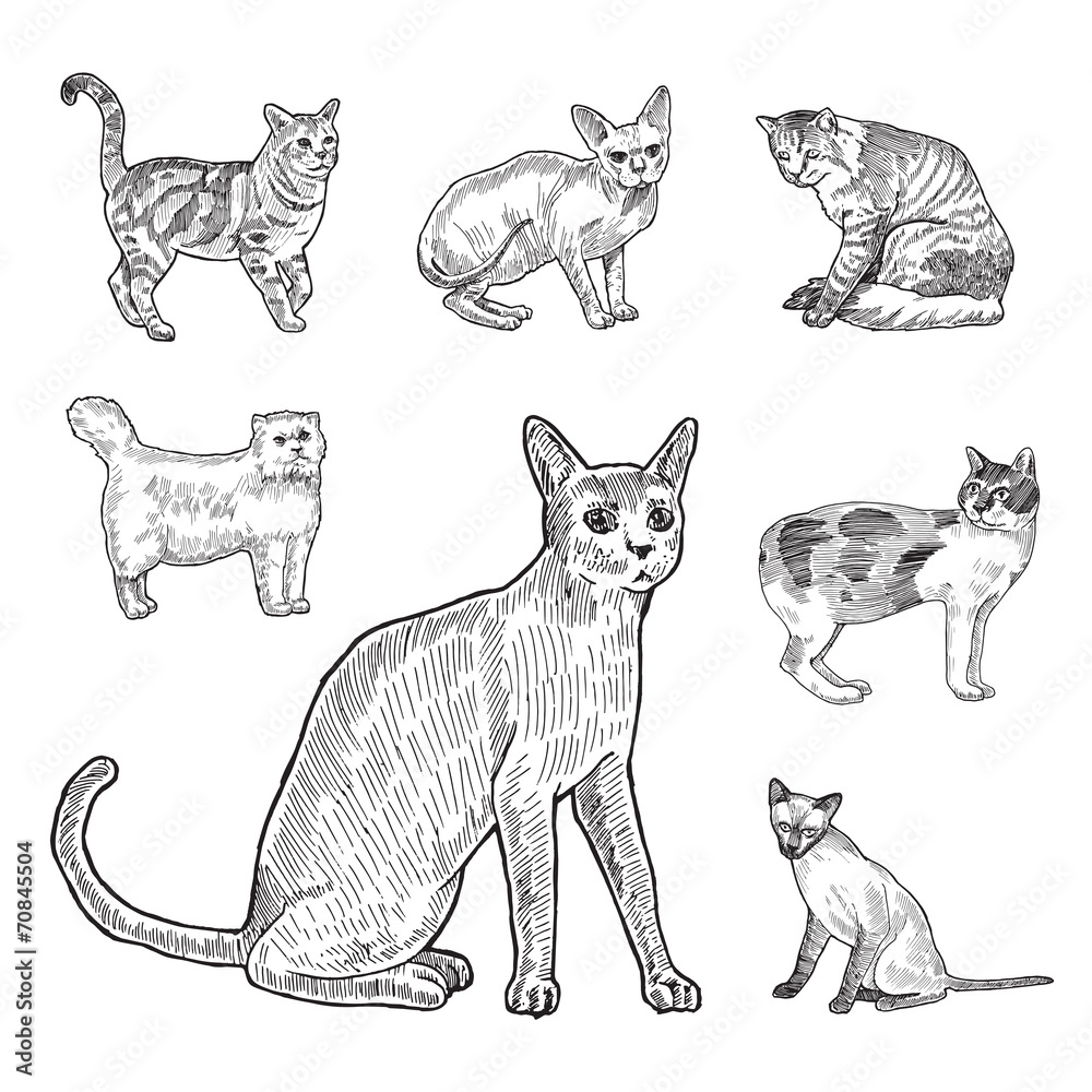 Engraving style hatch vector lineart illustration breeds of cats