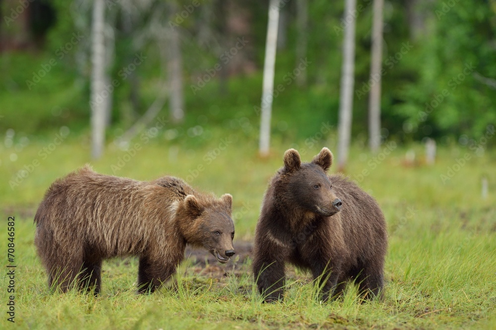 Brown bear cubs in the bog