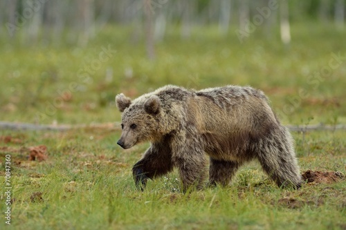Brown bear walking in the bog