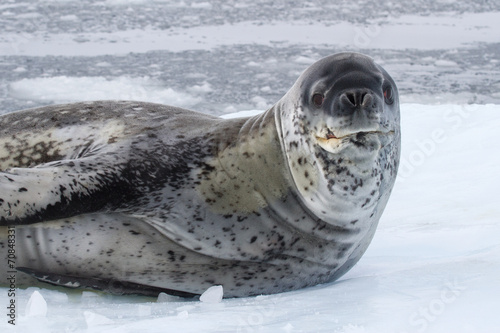 large male leopard seal sea on an ice floe which raised his head