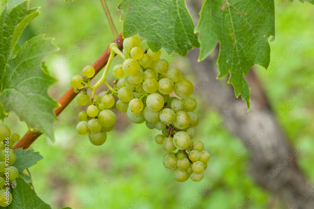 Weintrauben für Weisswein