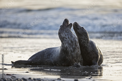 Germany, Helgoland, Grey Seals Halichoerus grypus playing photo