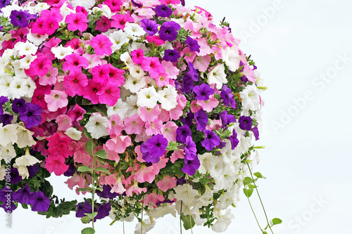 Hanging basket overflowing with colorful Petunia blooms