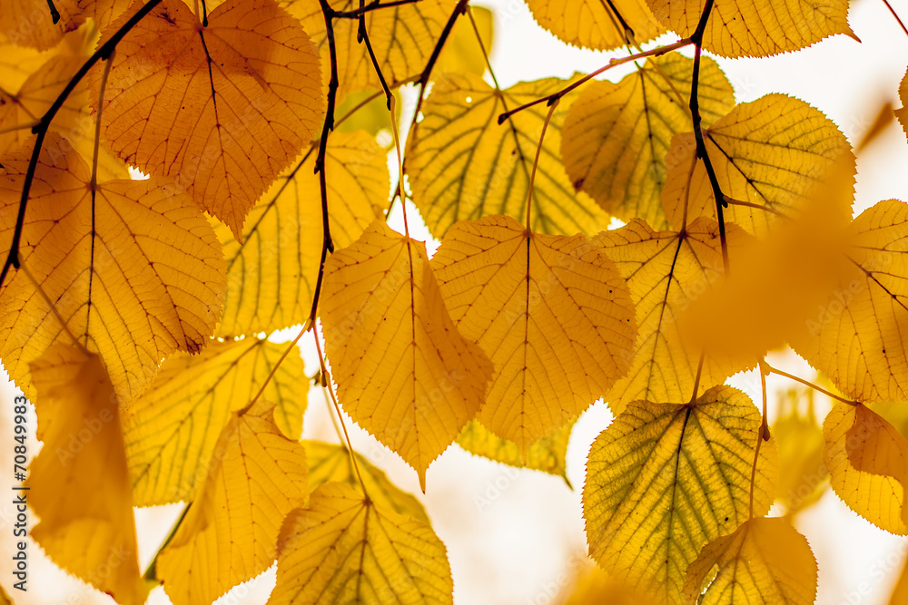 autumn leaves hanging on a tree on a white background autumn leaves hanging on a tree on a white background