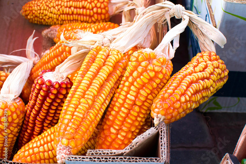 Slika na platnu Ear of corn on a market
