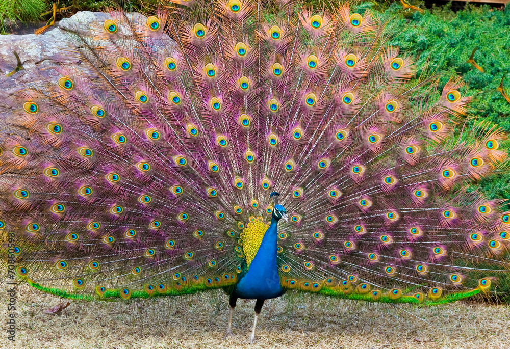 Obraz premium Colorful Peacock