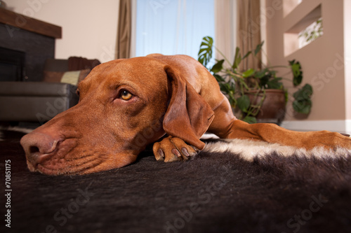 dog laying on house floor photo