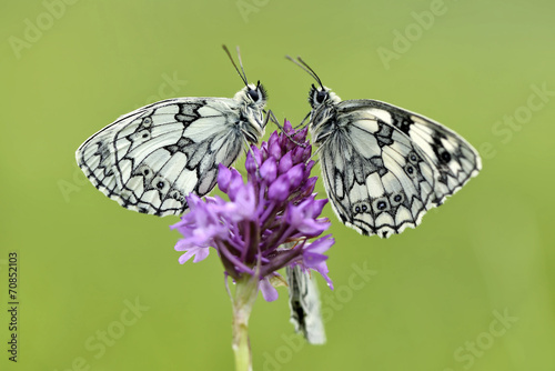 Germany, Marbled white butterfly, Melanargia galathea, sitting on flower #70852103