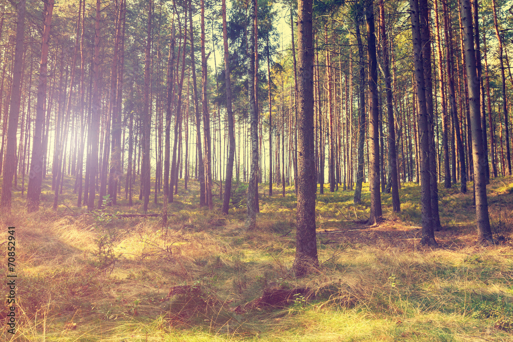 Obraz premium vintage forest background