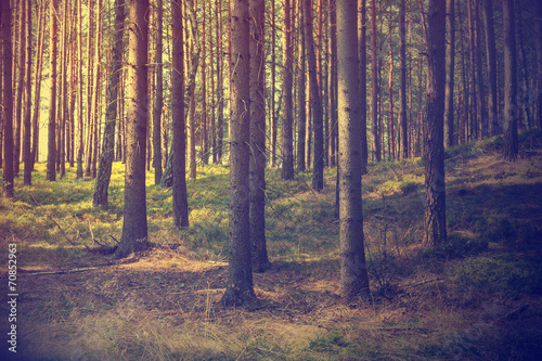 vintage forest background