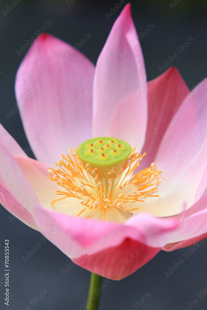 Close-up of pink waterlily on tropical garden Close-up of pink waterlily on tropical garden